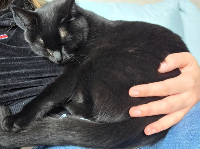 Cheezburger Image 10613295104