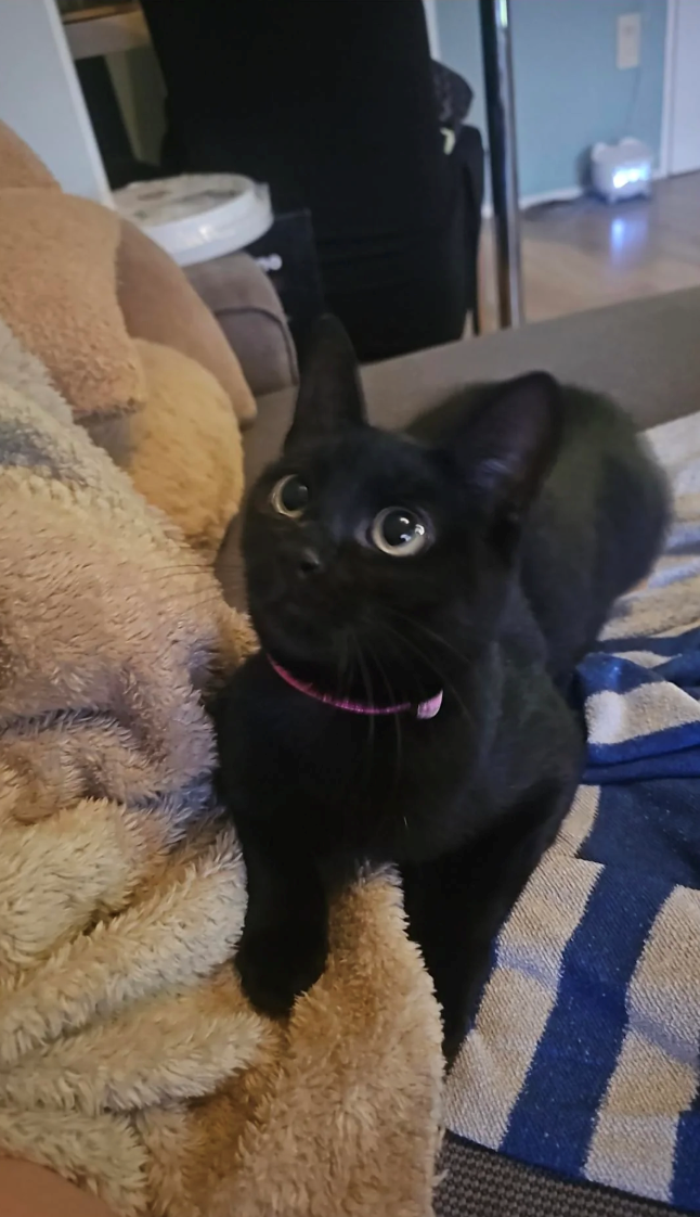 Cheezburger Image 10613295360