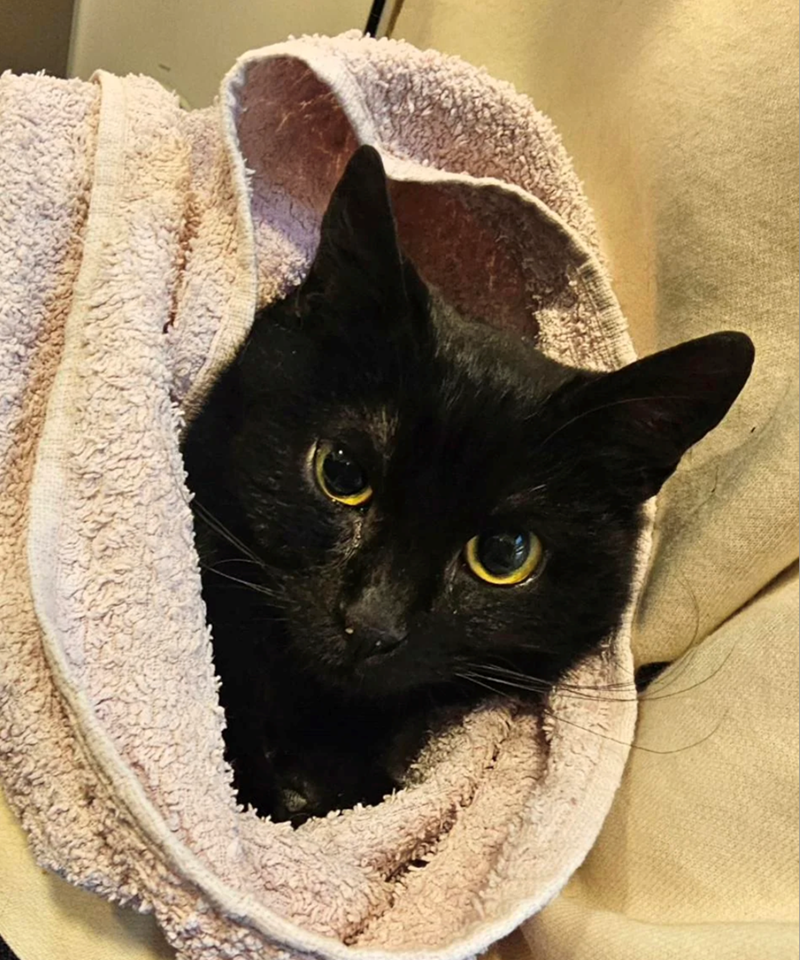 Cheezburger Image 10613295616