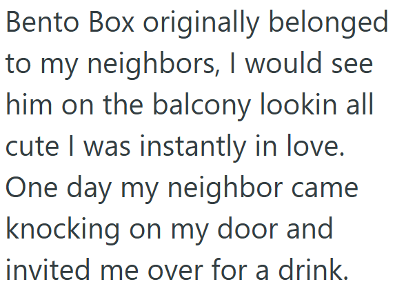 Bento Box originally belonged to my neighbors, I would see him on the balcony lookin all cute I was instantly in love. One day my neighbor came knocking on my door and invited me over for a drink.