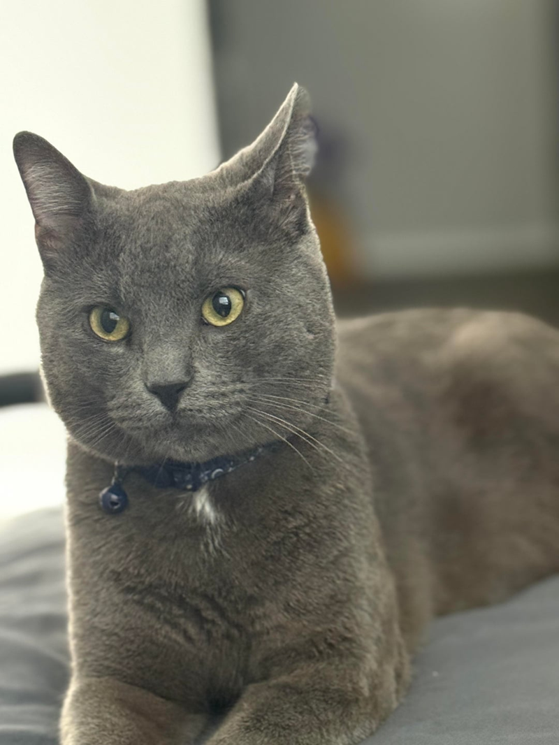 Cheezburger Image 10613305600