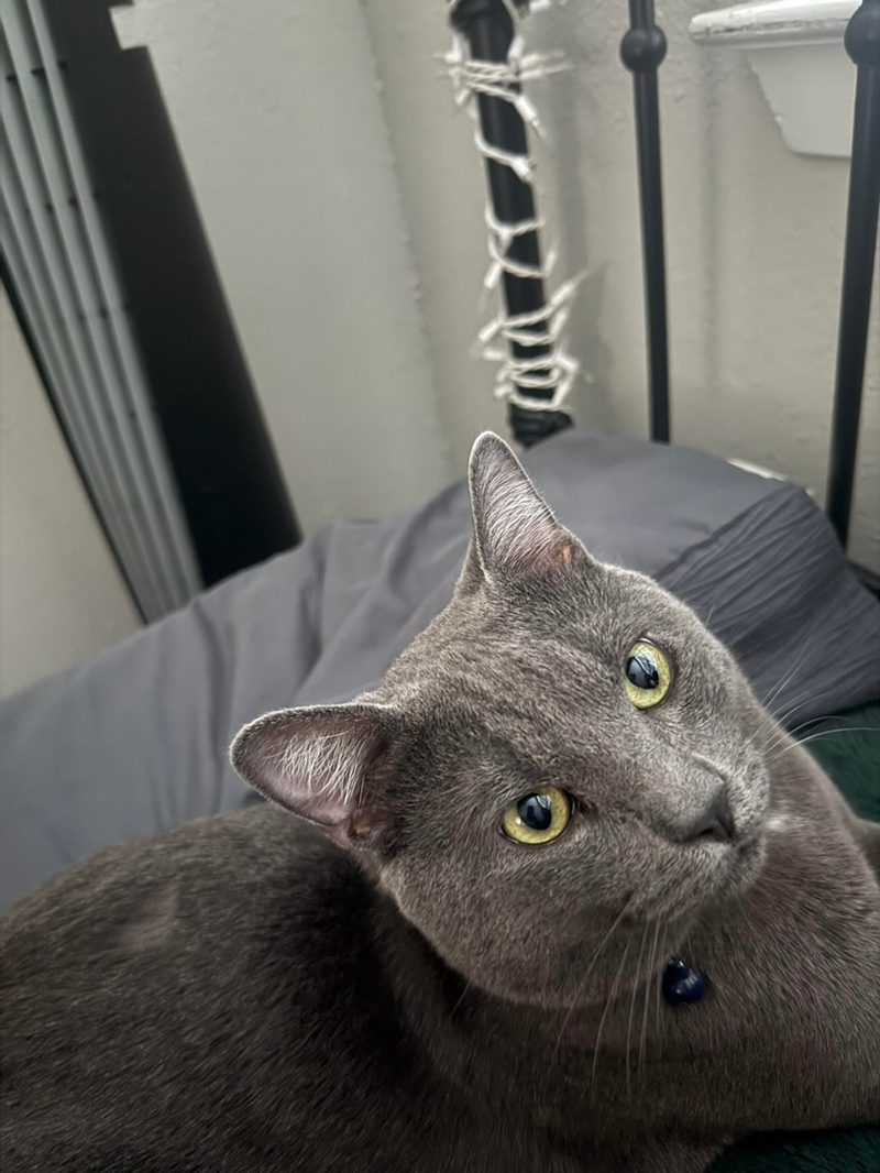 Cheezburger Image 10613306112