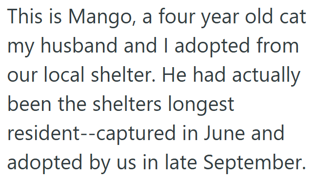 This is Mango, a four year old cat my husband and I adopted from our local shelter. He had actually been the shelters longest resident--captured in June and adopted by us in late September.