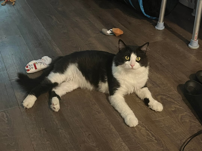 Cheezburger Image 10613308160