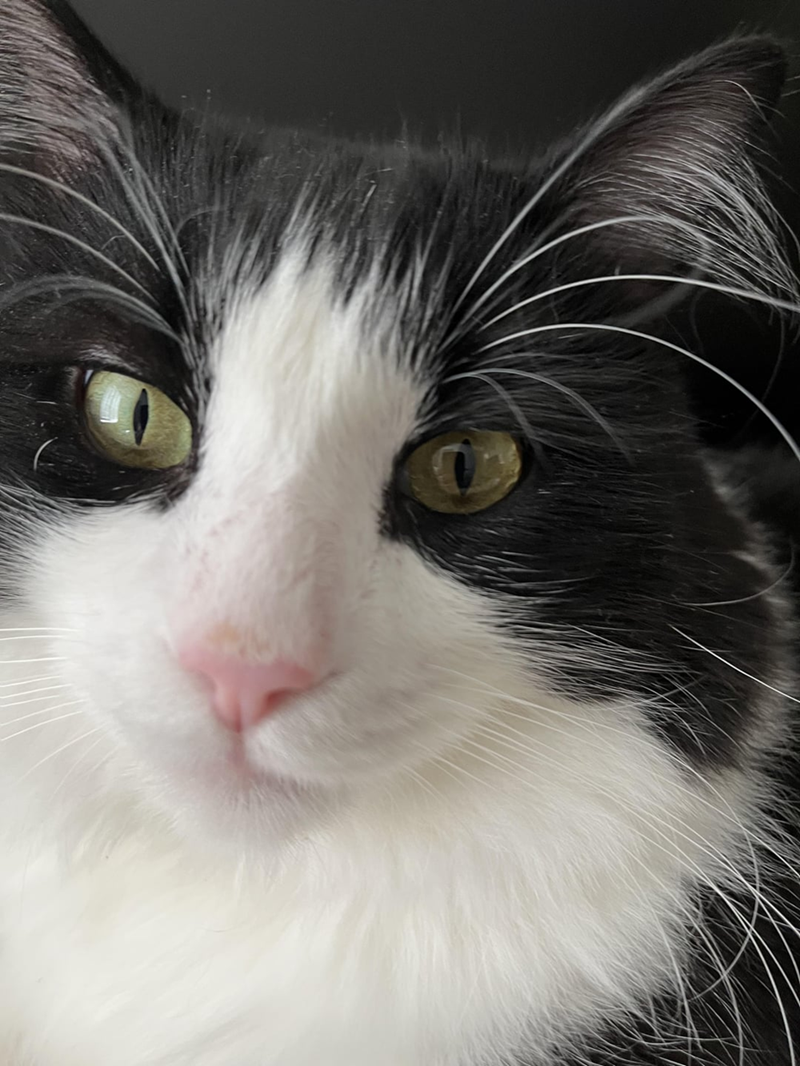 Cheezburger Image 10613308672