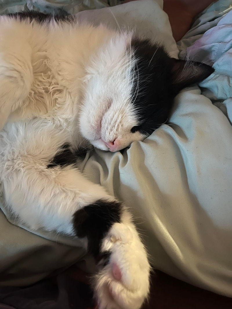 Cheezburger Image 10613310720