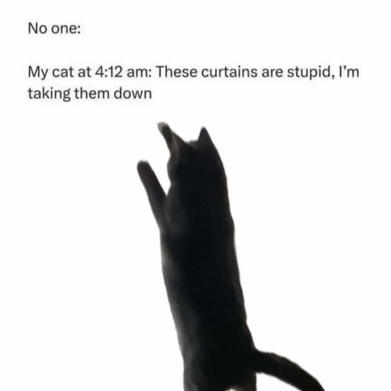 No one: My cat at 4:12 am: These curtains are stupid, I'm taking them down