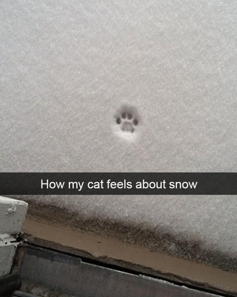 How my cat feels about snow