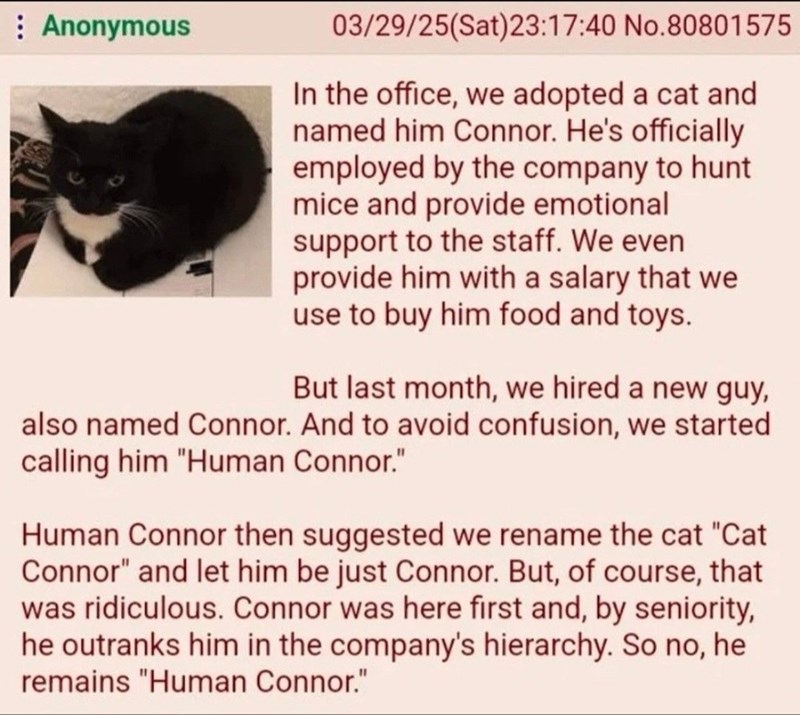 Anonymous 03/29/25(Sat)23:17:40 No.80801575 In the office, we adopted a cat and named him Connor. He's officially employed by the company to hunt mice and provide emotional support to the staff. We even provide him with a salary that we use to buy him food and toys. But last month, we hired a new guy, also named Connor. And to avoid confusion, we started calling him "Human Connor." Human Connor then suggested we rename the cat "Cat Connor" and let him be just Connor. But, of course, that was rid