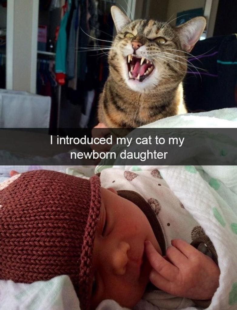I introduced my cat to my newborn daughter