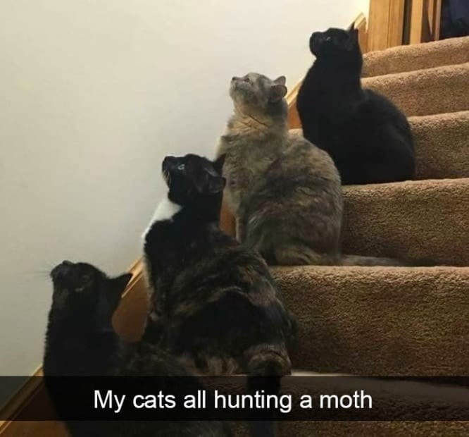 My cats all hunting a moth