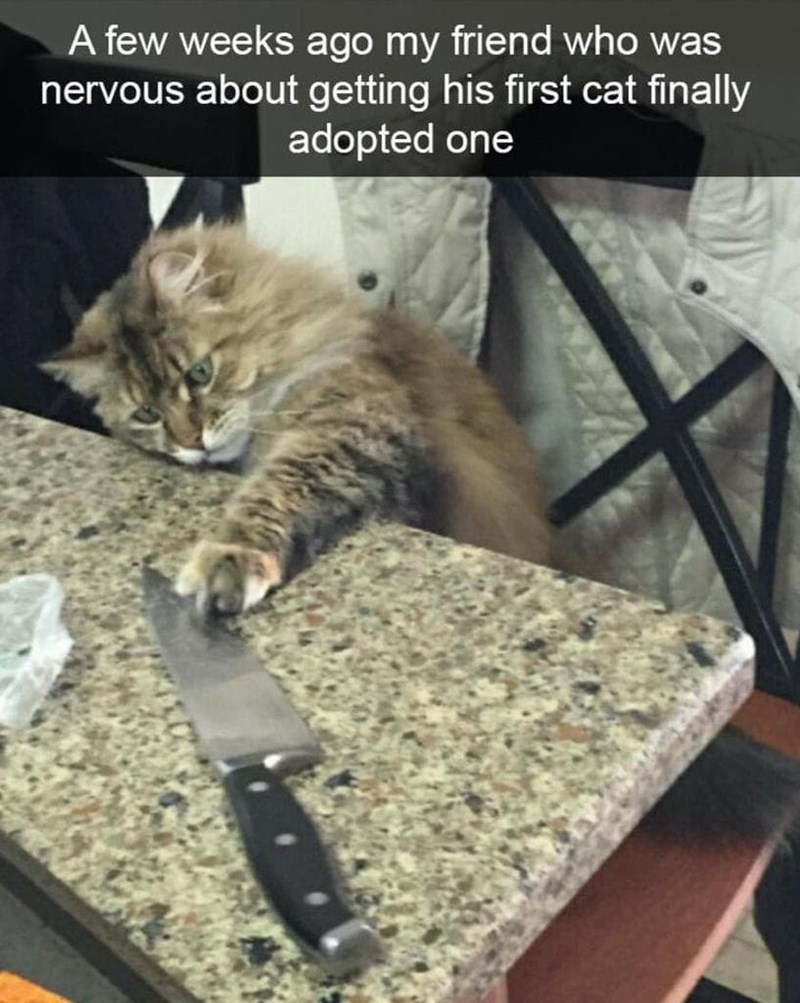 A few weeks ago my friend who was nervous about getting his first cat finally adopted one