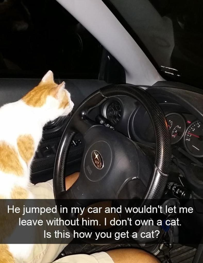 15. He jumped in my car and wouldn't let me leave without him. I don't own a cat. Is this how you get a cat?