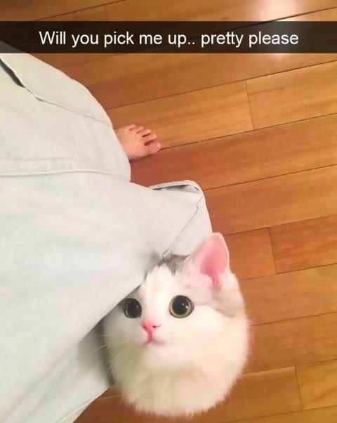 Will you pick me up.. pretty please