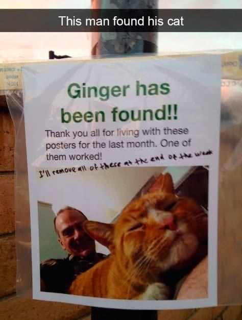 рос This man found his cat Ginger has been found!! Thank you all for living with these posters for the last month. One of them worked! I'll remove all of these at the end of the weak 530