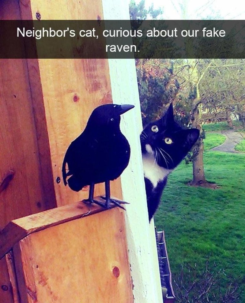 Neighbor's cat, curious about our fake raven.