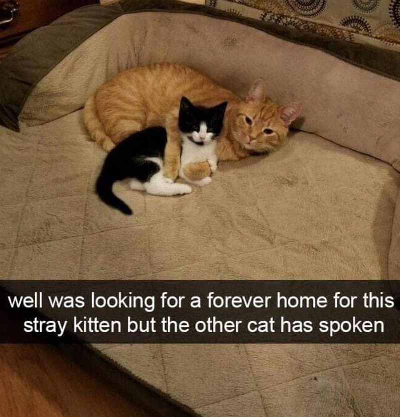 well was looking for a forever home for this stray kitten but the other cat has spoken
