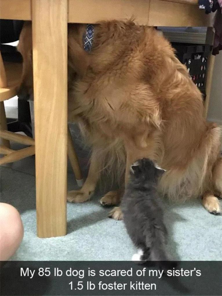 My 85 lb dog is scared of my sister's 1.5 lb foster kitten