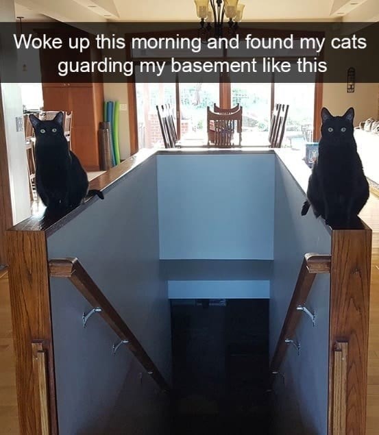 Woke up this morning and found my cats guarding my basement like this