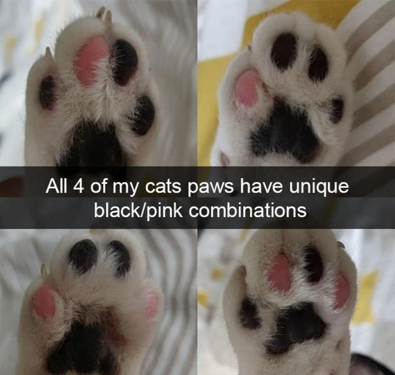 All 4 of my cats paws have unique black/pink combinations