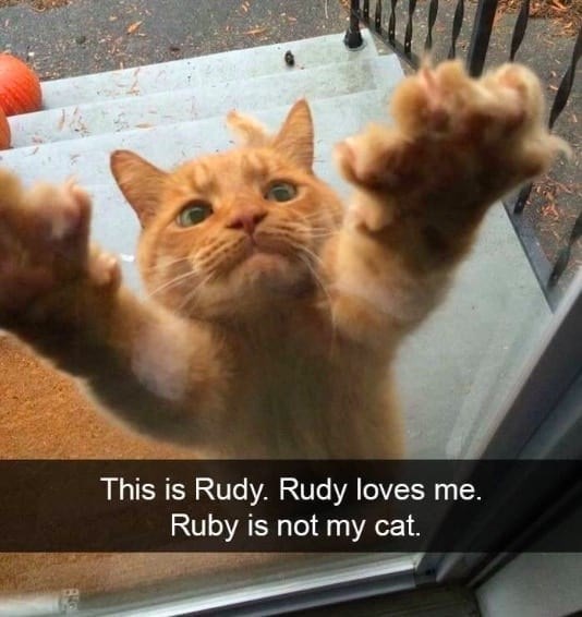 This is Rudy. Rudy loves me. Ruby is not my cat.