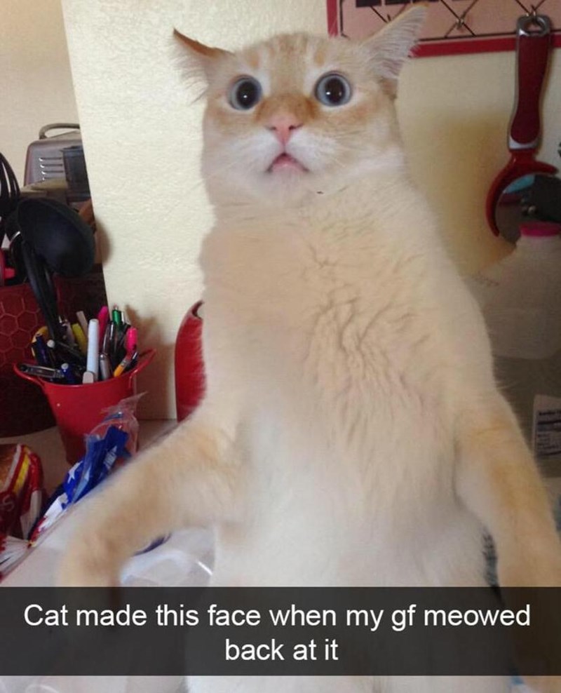 Cat made this face when my gf meowed back at it