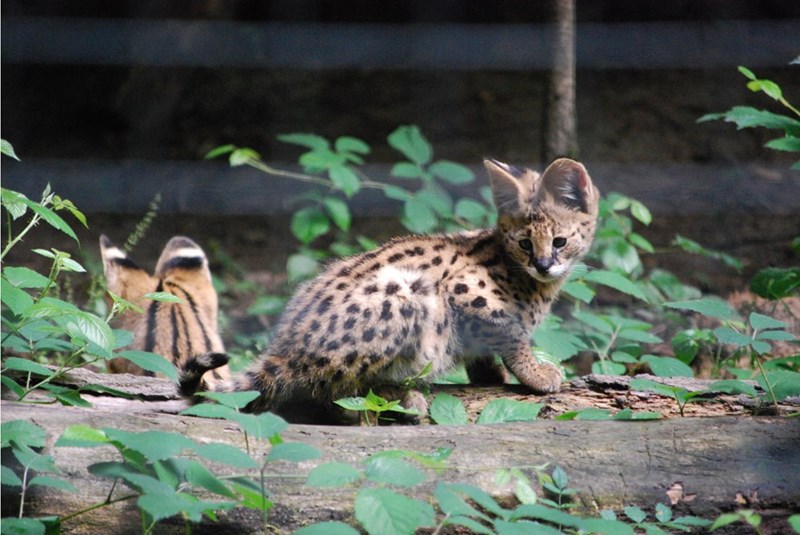 Cheezburger Image 10613325568