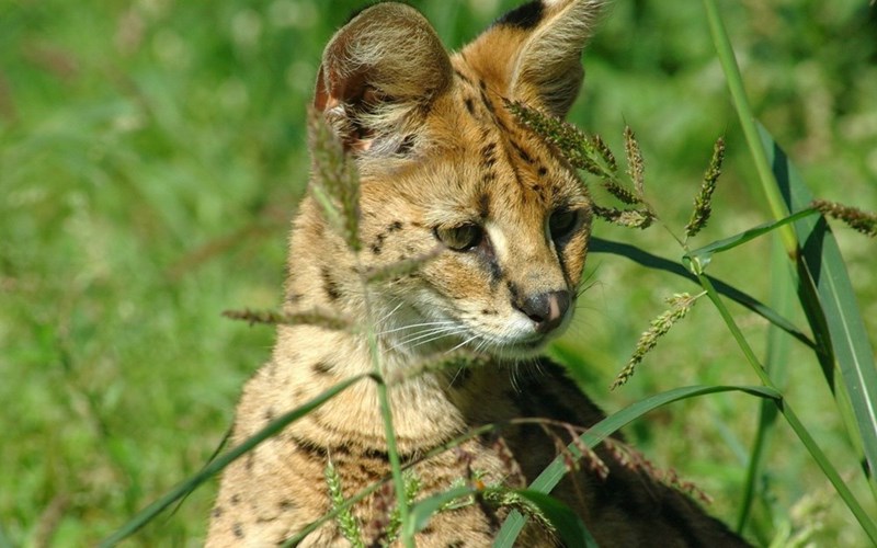 Cheezburger Image 10613326080