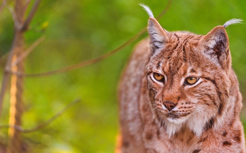 Cheezburger Image 10613327616