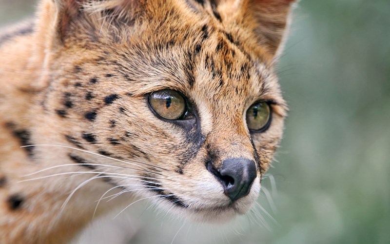 Cheezburger Image 10613328640