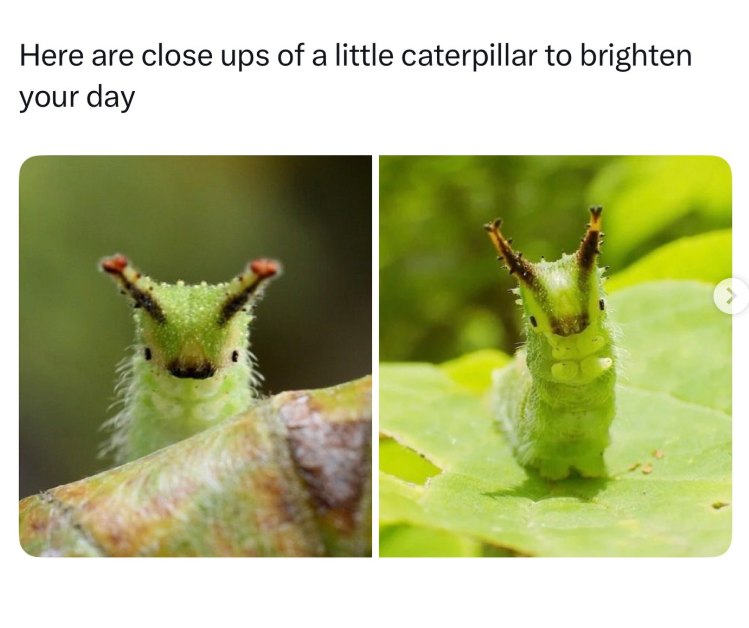 Here are close ups of a little caterpillar to brighten your day