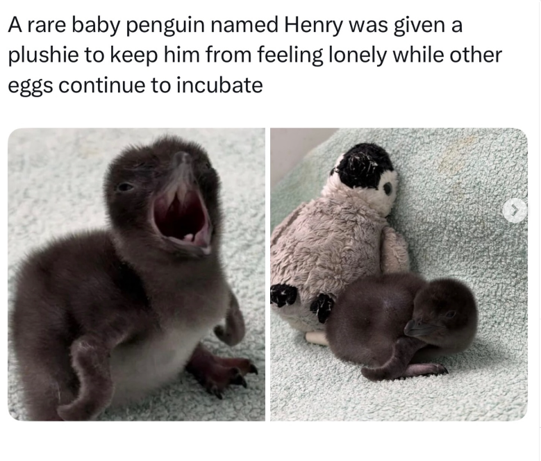 A rare baby penguin named Henry was given a plushie to keep him from feeling lonely while other eggs continue to incubate