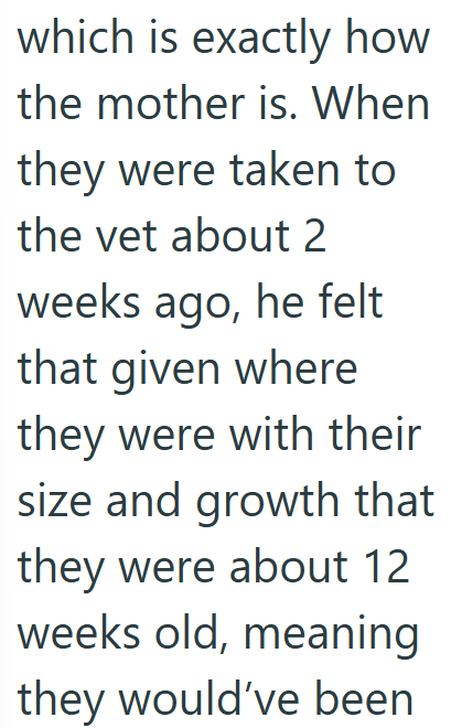 which is exactly how the mother is. When they were taken to the vet about 2 weeks ago, he felt that given where they were with their size and growth that they were about 12 weeks old, meaning they would've been