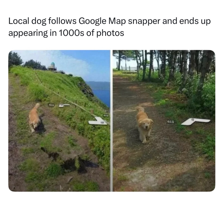 Local dog follows Google Map snapper and ends up appearing in 1000s of photos 456