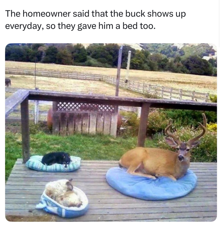 The homeowner said that the buck shows up everyday, so they gave him a bed too.