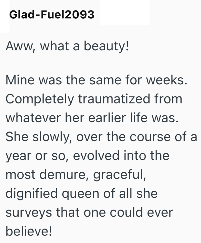 Glad-Fuel2093 Aww, what a beauty! Mine was the same for weeks. Completely traumatized from whatever her earlier life was. She slowly, over the course of a year or so, evolved into the most demure, graceful, dignified queen of all she surveys that one could ever believe!