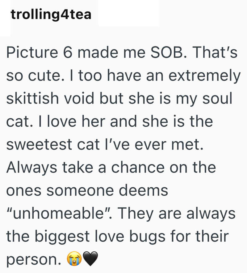 trolling4tea Picture 6 made me SOB. That's so cute. I too have an extremely skittish void but she is my soul cat. I love her and she is the sweetest cat I've ever met. Always take a chance on the ones someone deems "unhomeable". They are always the biggest love bugs for their person.