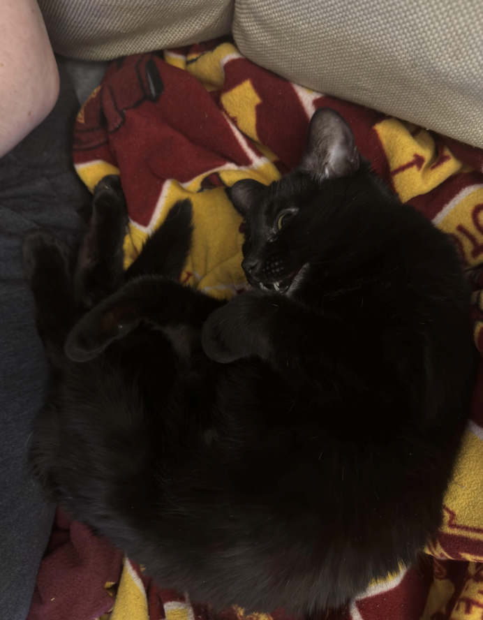 Cheezburger Image 10613349120