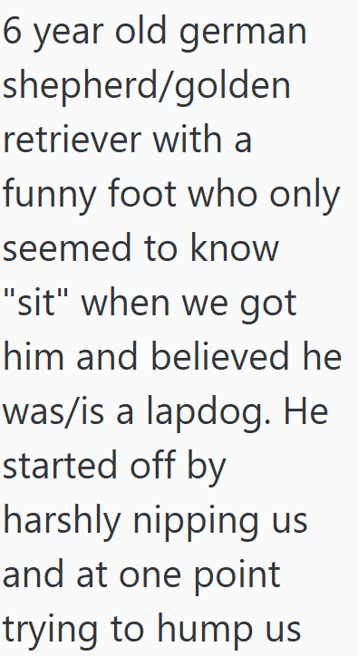 6 year old german shepherd/golden retriever with a funny foot who only seemed to know "sit" when we got him and believed he was/is a lapdog. He started off by harshly nipping us and at one point trying to hump us