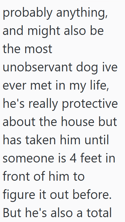 probably anything, and might also be the most unobservant dog ive ever met in my life, he's really protective about the house but has taken him until someone is 4 feet in front of him to figure it out before. But he's also a total