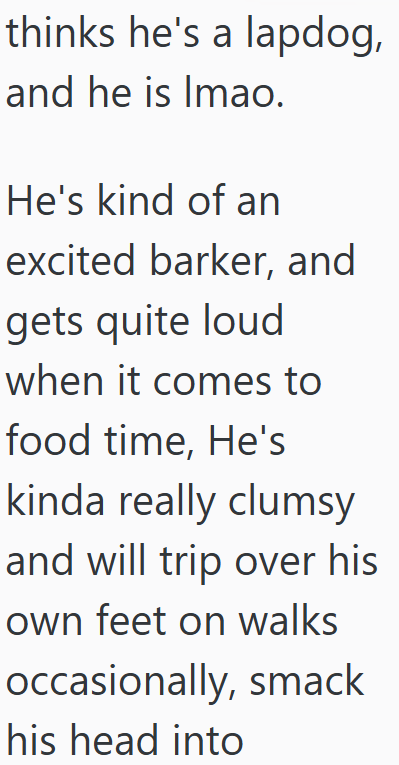 thinks he's a lapdog, and he is Imao. He's kind of an excited barker, and gets quite loud when it comes to food time, He's kinda really clumsy and will trip over his own feet on walks occasionally, smack his head into