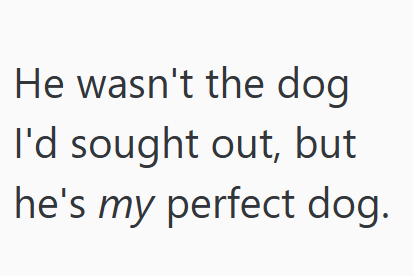 He wasn't the dog I'd sought out, but he's my perfect dog.