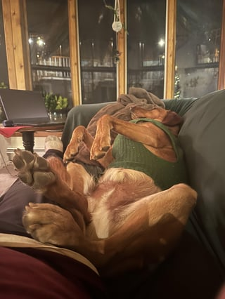 Cheezburger Image 10613366784