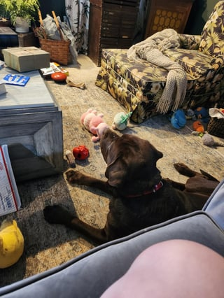 Cheezburger Image 10613368064