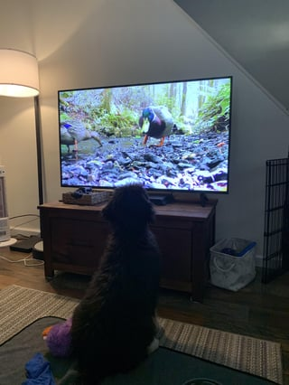 Cheezburger Image 10613369344