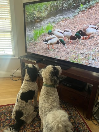 Cheezburger Image 10613369856