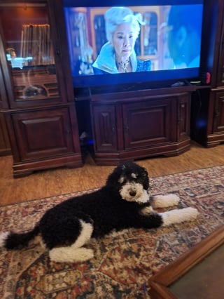 Cheezburger Image 10613370112