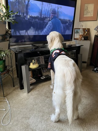 Cheezburger Image 10613370880