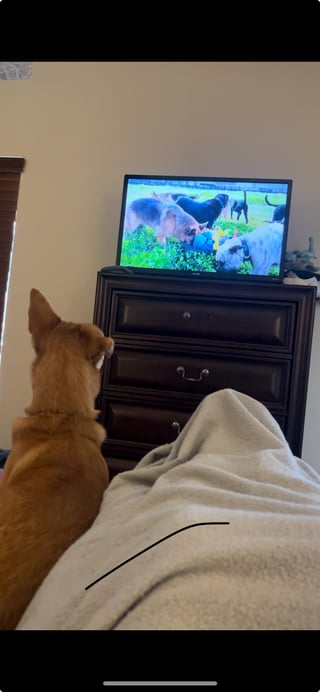 Cheezburger Image 10613371136