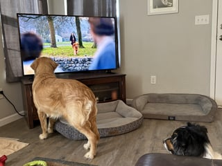 Cheezburger Image 10613371648